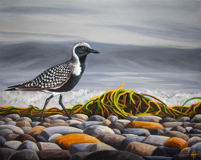 bird on rocks