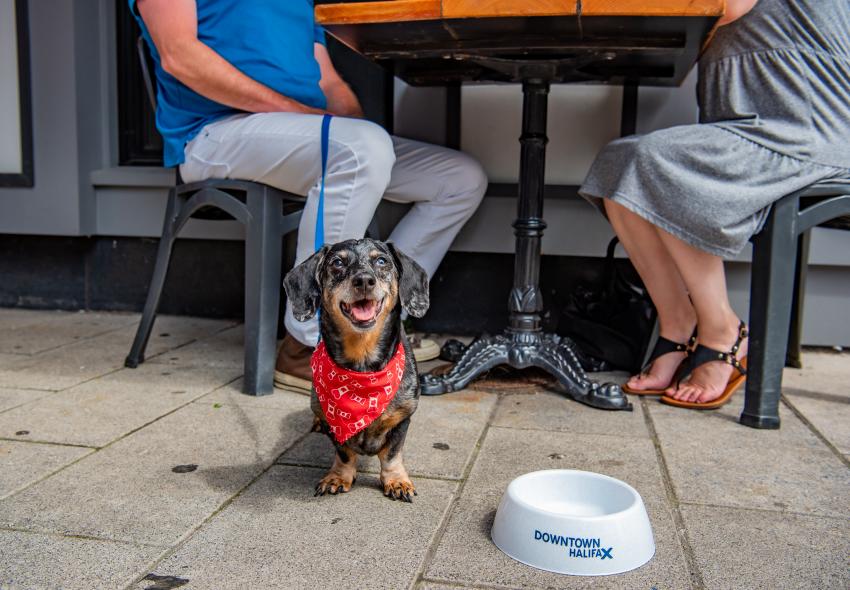 A dog outside with a water bowl 