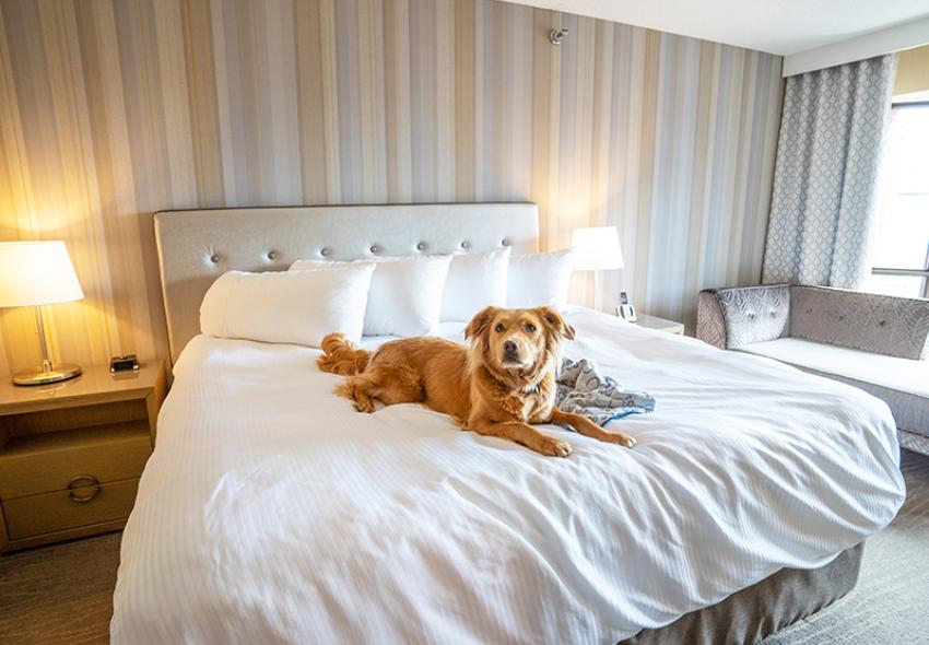 Many hotels are dog-friendly Downtown. 
