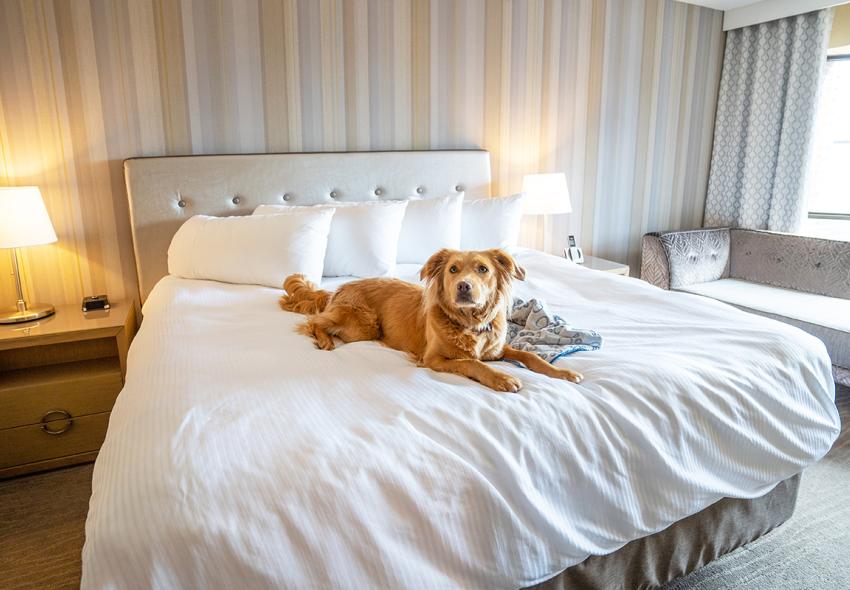 Enjoy a staycation at a Downtown Halifax hotel over March Break, many of the hotels are dog-friendly. 