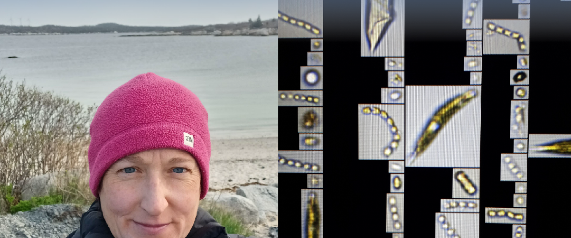 March 31 Tuesday Night Talk, Exploring Spring Under the Water - Microscopic Blooms, Alice Ortmann