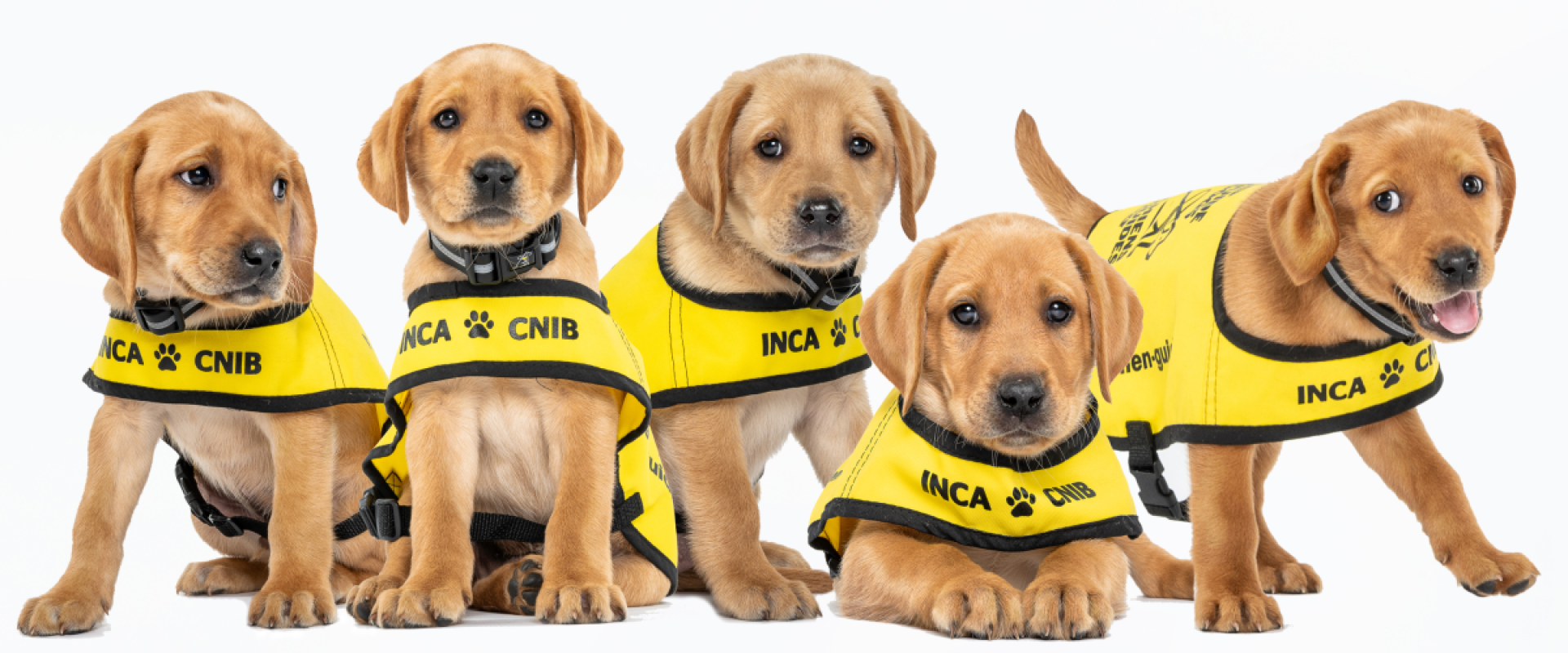 5 yellow lab puppies cutely sit together side by side each wearing  a yellow vest that says "CNIB Guide Dog"