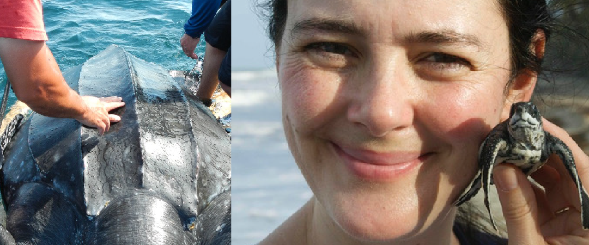 Nova Scotia Vessels as Research Platforms: The Sea Turtle Story, Kathleen Martin, Executive Director, Canadian Sea Turtle Network. Tuesday Night Talk, October 27, 6:30 pm, Maritime Museum of the Atlantic
