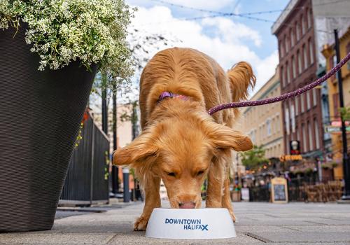 Downtown Halifax is very dog-friendly. Look for our water bowls outside businesses. 