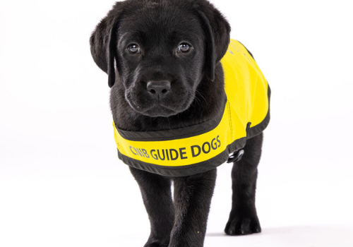 A black labrador puppy wearing a yellow visit that says CNIB Guide Dog